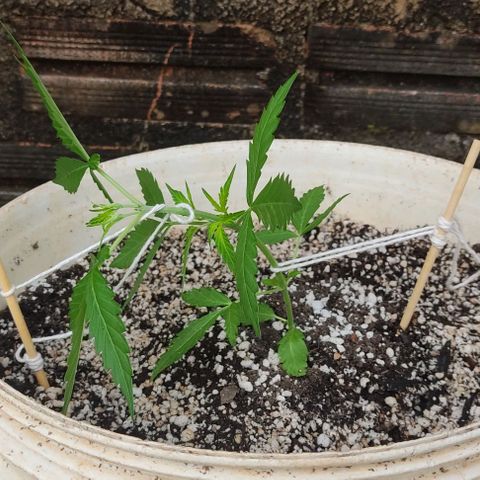 Ouro Verde growlog photo: 1° amarração 