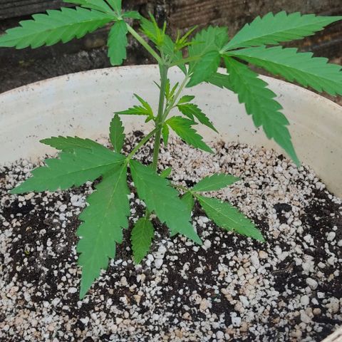 Ouro Verde growlog timeline photo