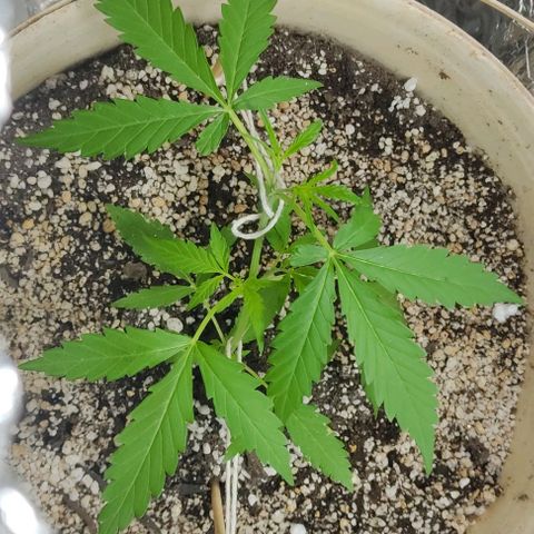 Ouro Verde growlog photo: 1° grow
