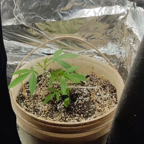 Ouro Verde growlog photo: 1° grow