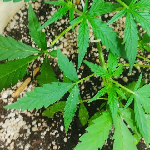 Ouro Verde growlog timeline photo