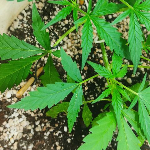 Ouro Verde growlog timeline photo