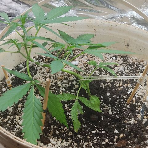 Ouro Verde growlog timeline photo