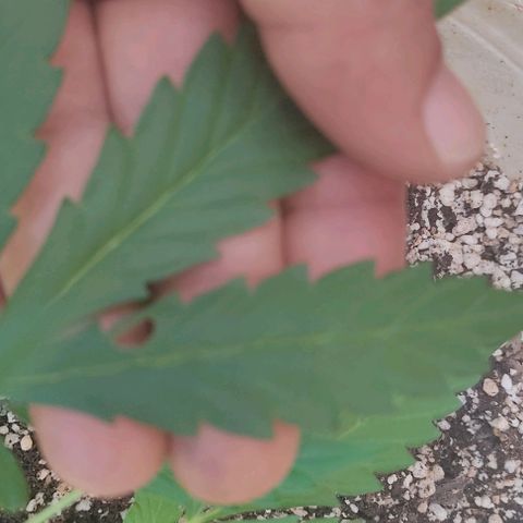 Ouro Verde growlog timeline photo