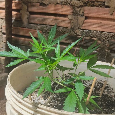 Ouro Verde growlog timeline photo