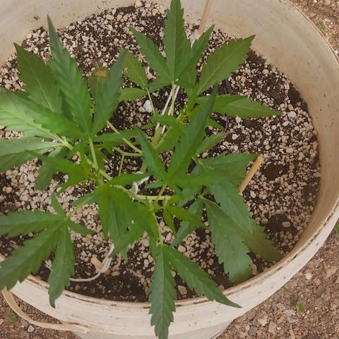 Ouro Verde growlog timeline photo
