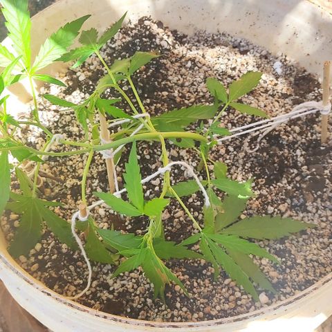 Ouro Verde growlog timeline photo