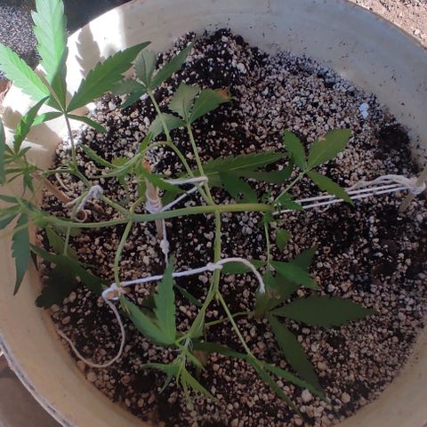 Ouro Verde growlog timeline photo