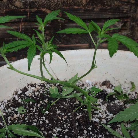 Ouro Verde growlog photo: Limpeza de folhas