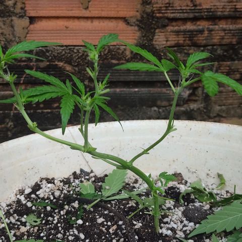 Ouro Verde growlog photo: Limpeza de folhas