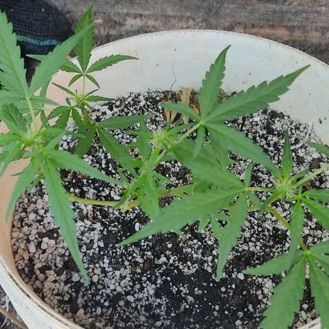 Ouro Verde growlog timeline photo