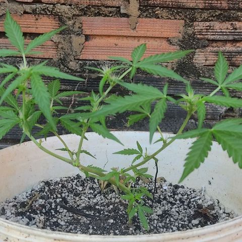 Ouro Verde growlog timeline photo
