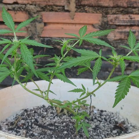 Ouro Verde growlog timeline photo