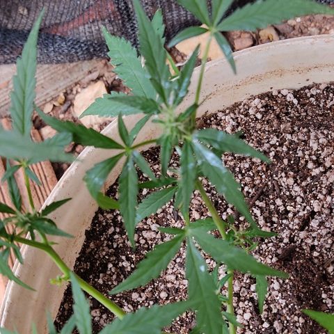 Ouro Verde growlog timeline photo
