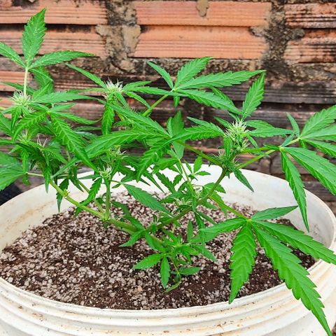 Ouro Verde growlog timeline photo