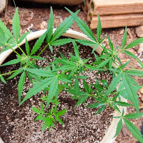Ouro Verde growlog timeline photo
