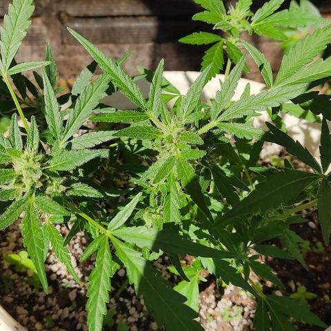 Ouro Verde growlog timeline photo