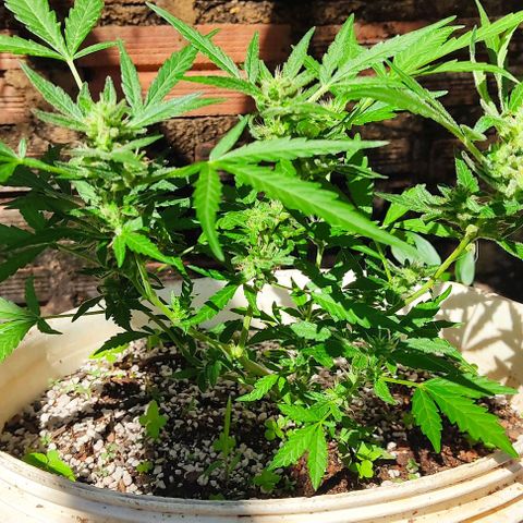 Ouro Verde growlog timeline photo