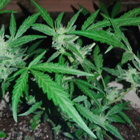 Ouro Verde growlog timeline photo