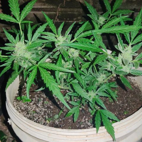 Ouro Verde growlog timeline photo