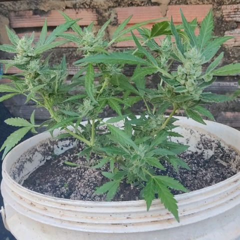Ouro Verde growlog timeline photo