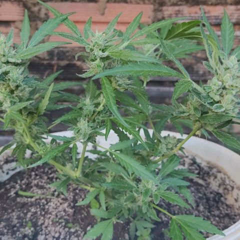 Ouro Verde growlog timeline photo