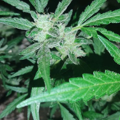 Ouro Verde growlog timeline photo