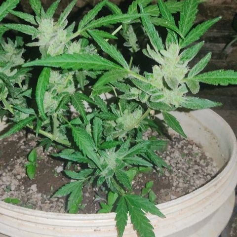 Ouro Verde growlog timeline photo
