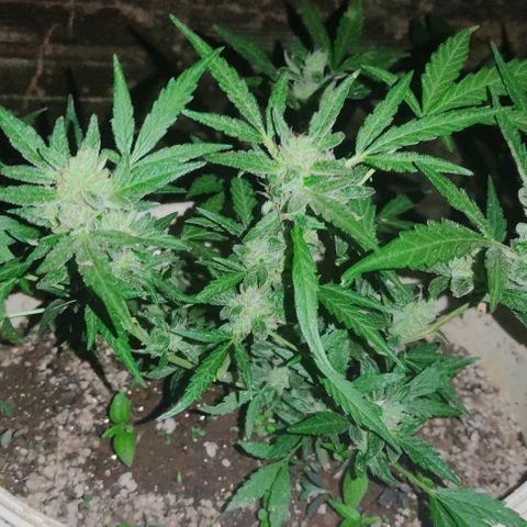 Ouro Verde growlog timeline photo