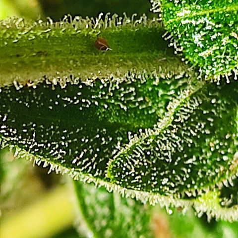 Ouro Verde growlog timeline photo