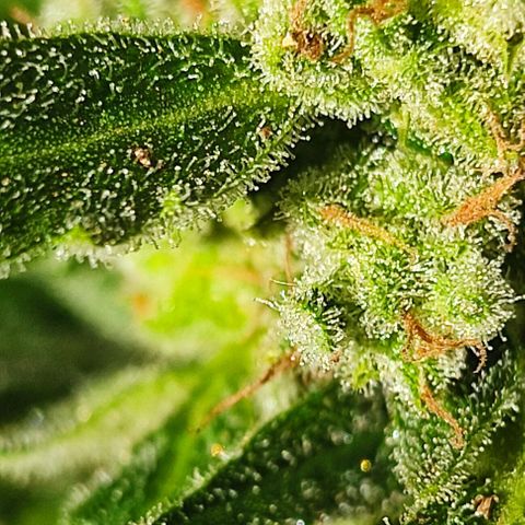 Ouro Verde growlog timeline photo