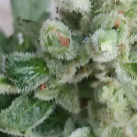 Ouro Verde growlog timeline photo