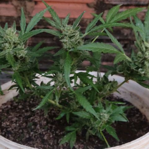 Ouro Verde growlog timeline photo