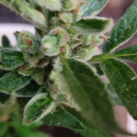 Ouro Verde growlog timeline photo