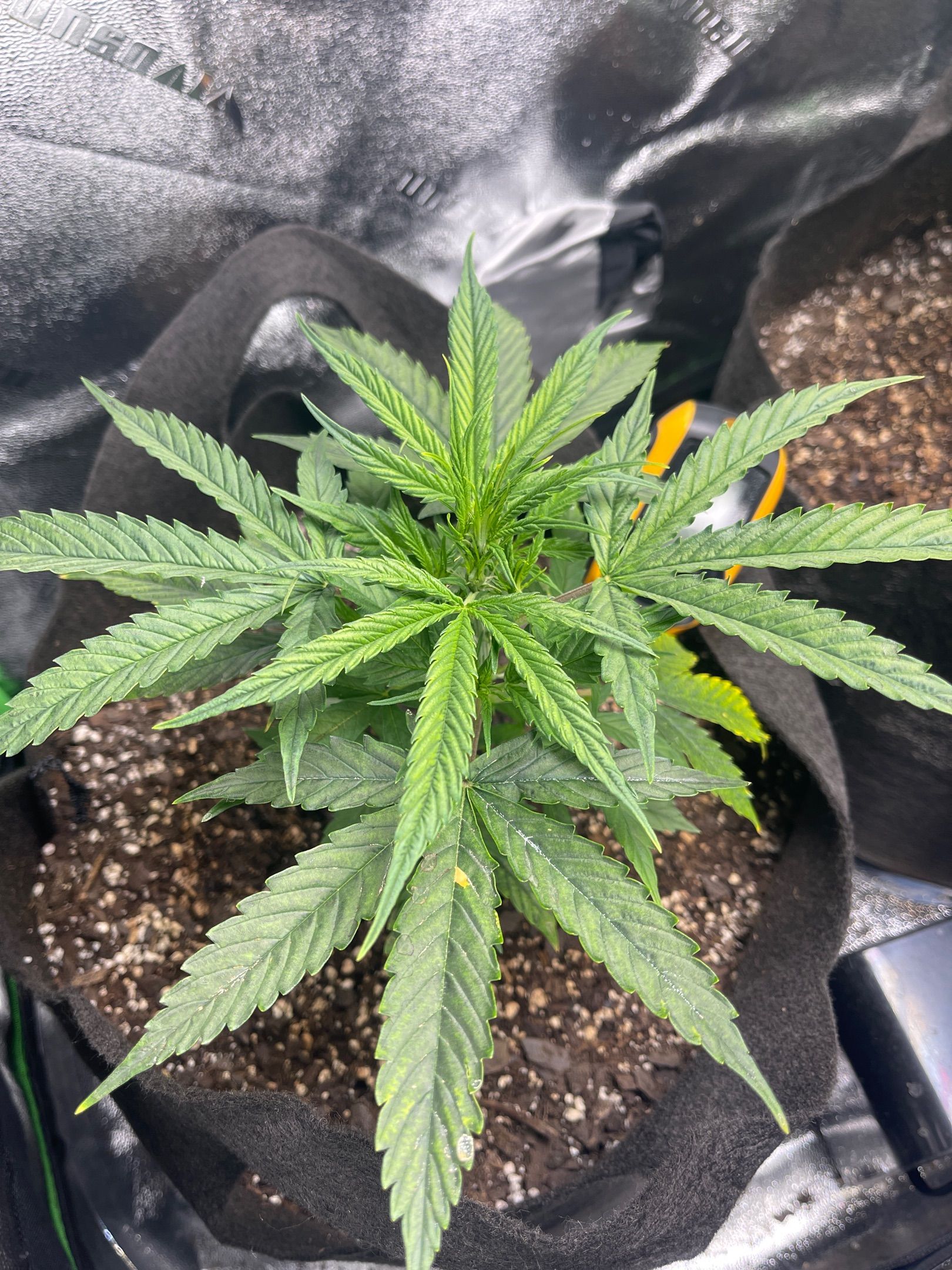 Gelato Autoflower #1 growlog header