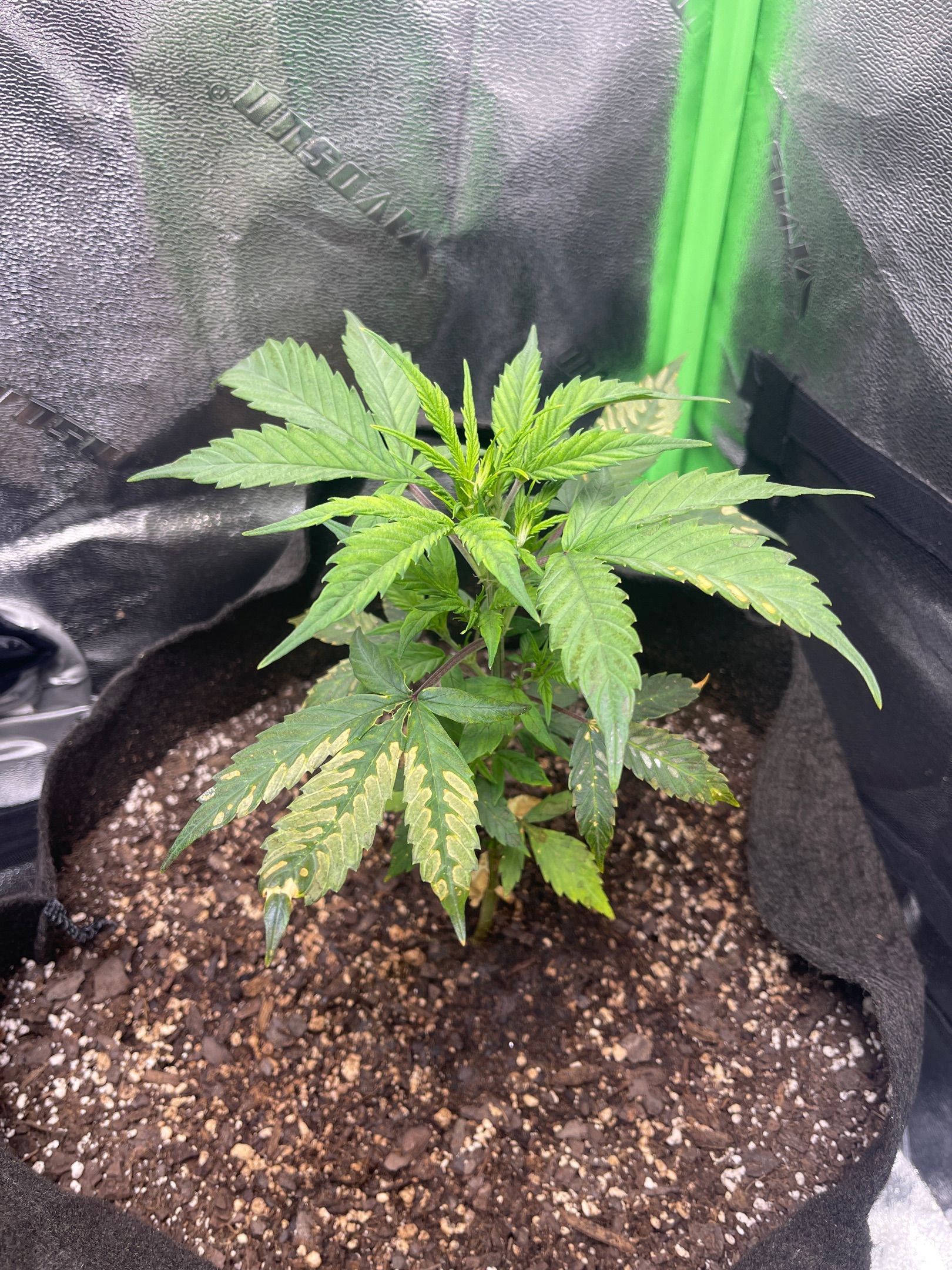 Gelato Autoflower #2 growlog header