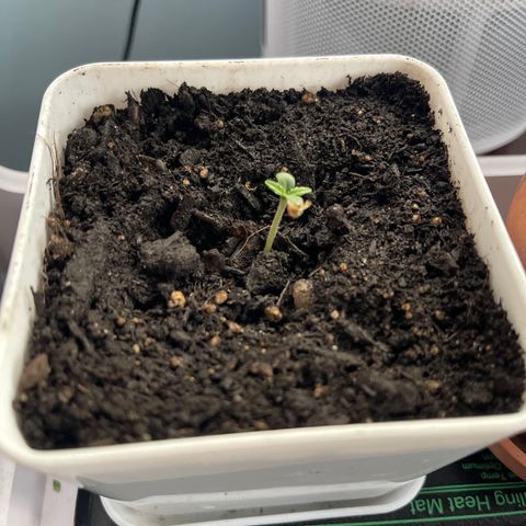 Gelato Autoflower #1 growlog photo