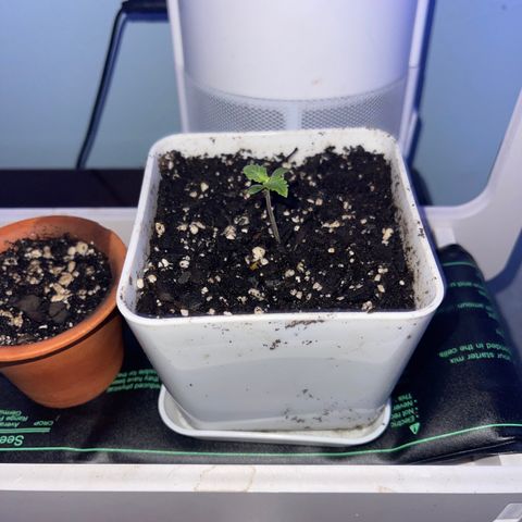 Gelato Autoflower #2 growlog photo