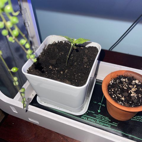 Gelato Autoflower #1 growlog photo