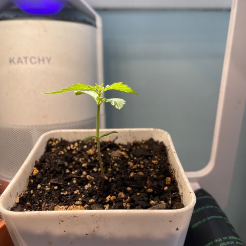 Gelato Autoflower #2 growlog photo