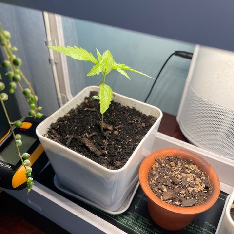 Gelato Autoflower #1 growlog photo