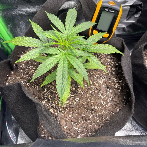 Gelato Autoflower #1 growlog photo