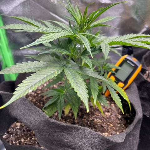Gelato Autoflower #1 growlog timeline photo
