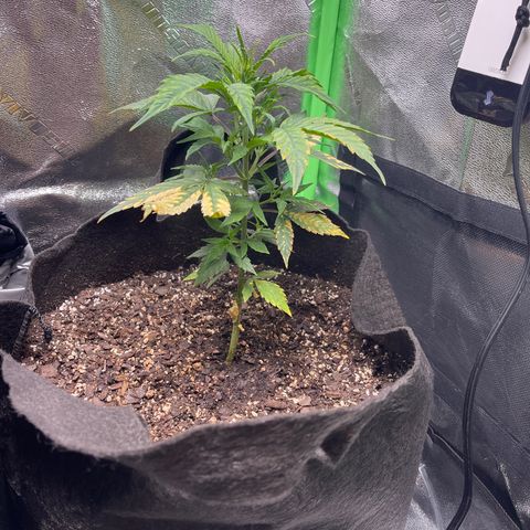 Gelato Autoflower #2 growlog photo