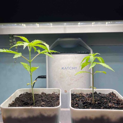 Gelato Autoflower #2 growlog photo