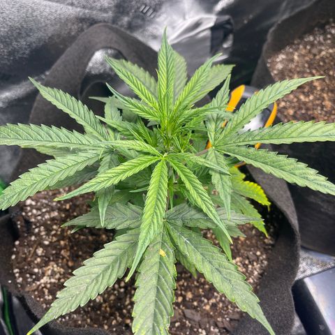Gelato Autoflower #1 growlog timeline photo