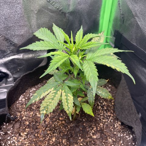 Gelato Autoflower #2 growlog photo
