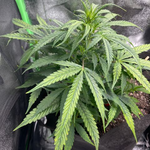 Gelato Autoflower #1 growlog timeline photo