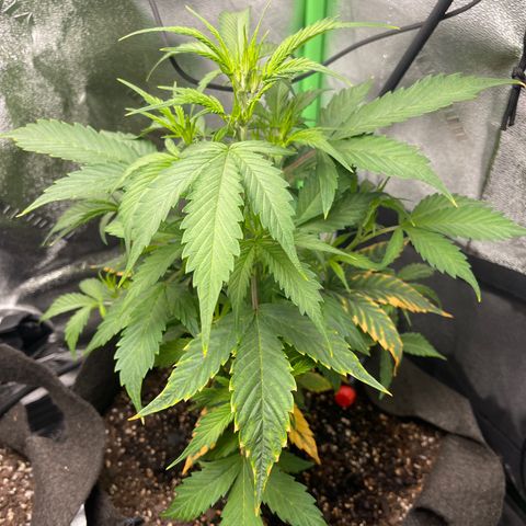 Gelato Autoflower #2 growlog timeline photo