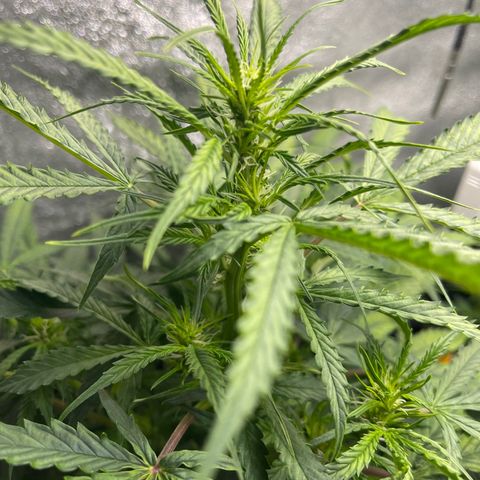 Gelato Autoflower #1 growlog timeline photo